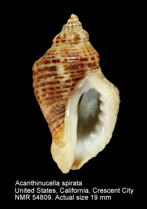 Acanthinucella spirata (4).jpg - Acanthinucella spirata(Blainville,1832)